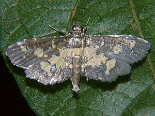Eurrhyparodes accessalis