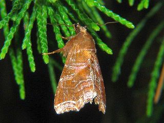 Callopistria placodoides