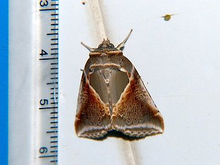 Habrosyne pyritoides derasoides