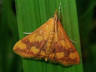 Pyrausta panopealis
