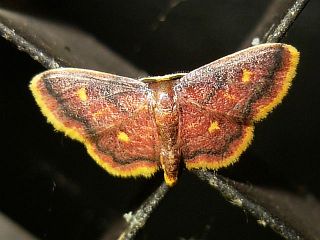 Idaea muricata minor