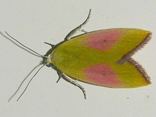 Gabala argentata