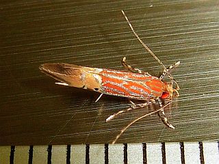 Labdia semicoccinea