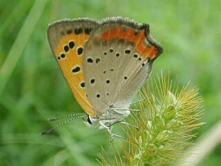 Lycaena phlaeas