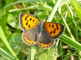 Lycaena phlaeas
