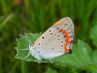 Lycaena phlaeas
