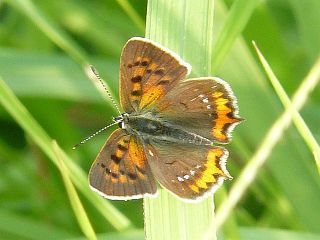 Lycaena phlaeas