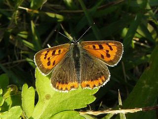Lycaena phlaeas