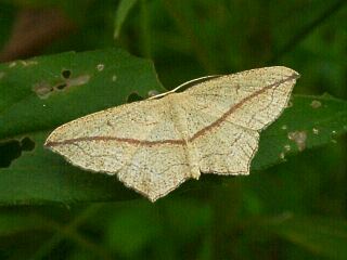 Timandra dichela