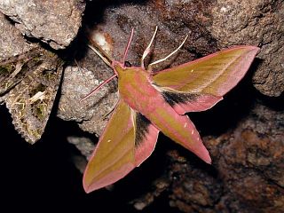 Deilephila elpenor lewisii