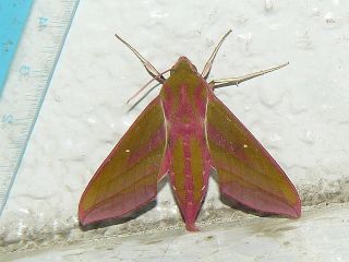 Deilephila elpenor lewisii