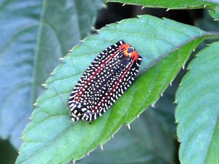 Cerace xanthocosma