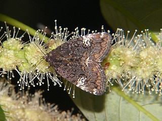 Pseudeustrotia atrata