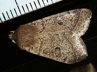 Orthosia paromoea