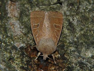 Orthosia paromoea
