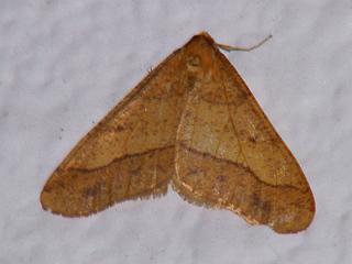 Erannis golda