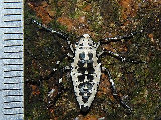 Erannis golda