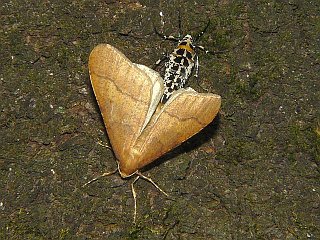 Erannis golda