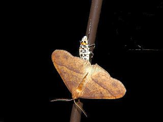 Erannis golda