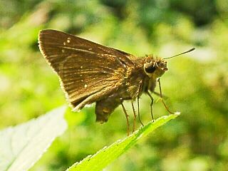 Pelopidas mathias