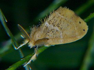 Arna pseudoconspersa