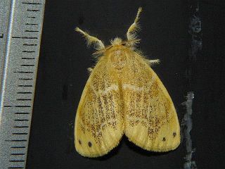 Arna pseudoconspersa