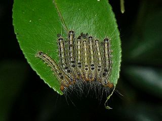 Arna pseudoconspersa