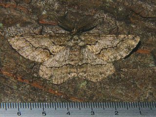 Megabiston plumosaria