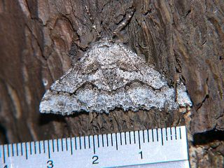 Megabiston plumosaria