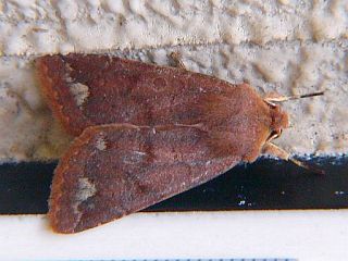 Orthosia odiosa