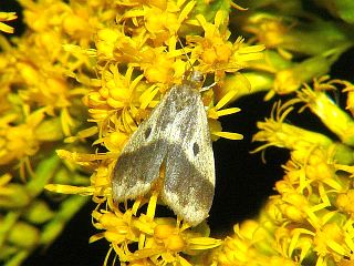 Philenora latifasciata