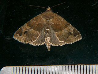 Niphonyx segregata