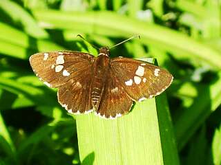 Daimio tethys