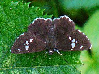 Daimio tethys