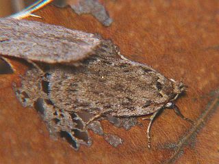 Depressaria irregularis