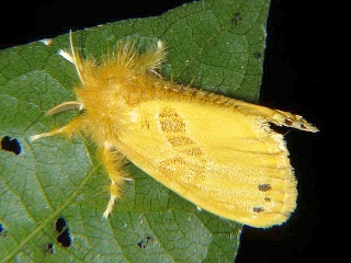 Artaxa subflava