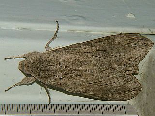 Agrius convolvuli