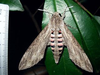 Agrius convolvuli