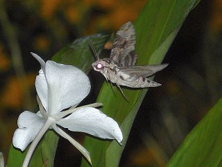 Agrius convolvuli