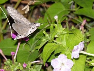 Agrius convolvuli