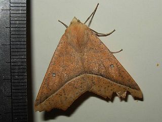 Odontopera arida arida