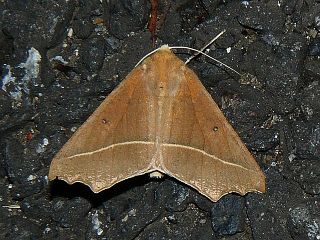 Odontopera arida arida