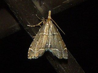 Diplopseustis perieresalis