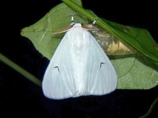 Arctornis l-nigrum ussuricum
