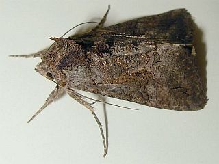 Ctenoplusia albostriata
