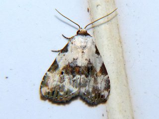  Neustrotia noloides