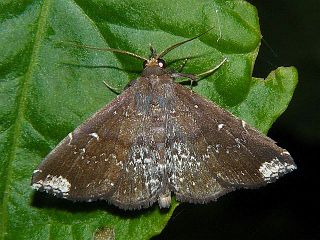 Adrapsa notigera