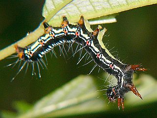 Arcte coerula