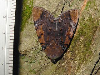 Arcte coerula