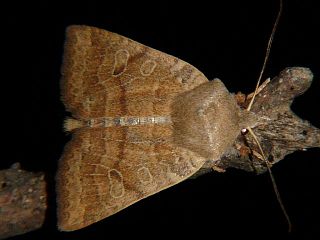 Agrochola evelina